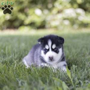 Siena, Siberian Husky Puppy